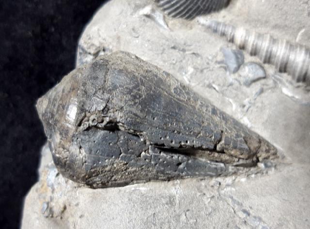 Conus (Chelyconus) enzesfeldensis HOERNES & AUINGER 1879, Turritella turris badensis SACCO 1895 & Muscheln indet. - Bild © FossNet FossilienStore